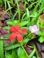 Dyschoriste mcvaughii