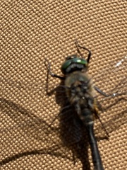 Cordulia shurtleffii