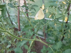 Pieris brassicae