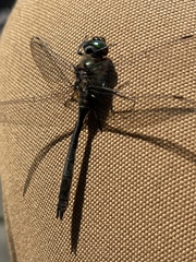 Cordulia shurtleffii