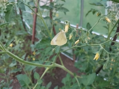 Pieris brassicae