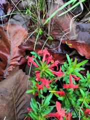 Dyschoriste mcvaughii