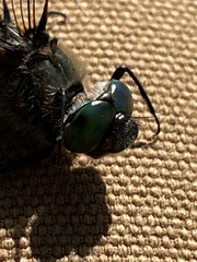 Cordulia shurtleffii