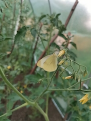 Pieris brassicae