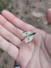 Pieris brassicae