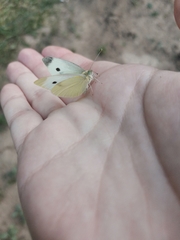 Pieris brassicae
