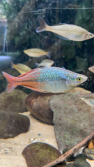 Melanotaeniidae