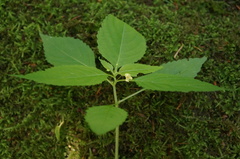 Impatiens parviflora