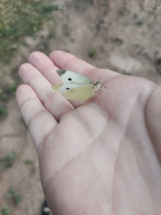 Pieris brassicae