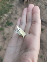 Pieris brassicae