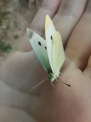 Pieris brassicae
