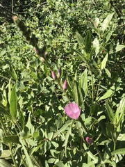 Sidalcea neomexicana