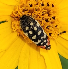 Acmaeodera paradisjuncta