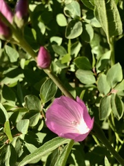 Sidalcea neomexicana