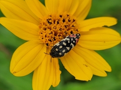 Acmaeodera paradisjuncta