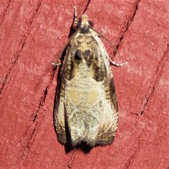 Olethreutes connectum