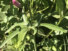 Sidalcea neomexicana