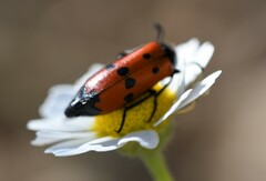 Mylabris quadripunctata