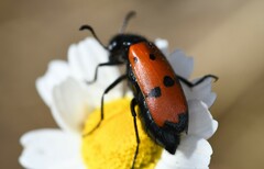 Mylabris quadripunctata
