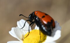 Mylabris quadripunctata