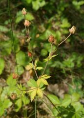 Drymocallis rupestris