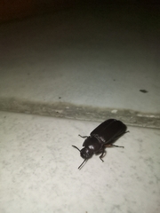 Coleoptera