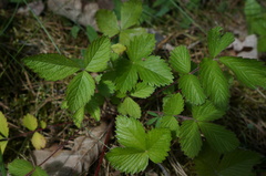 Drymocallis rupestris