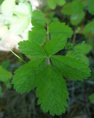 Drymocallis rupestris