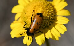Mylabris quadripunctata