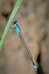 Ischnura elegans