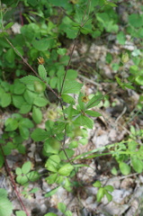 Drymocallis rupestris