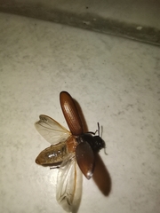 Coleoptera