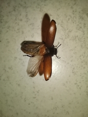 Coleoptera
