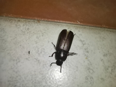 Coleoptera