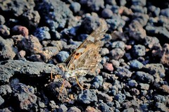 Vanessa cardui