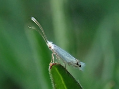 Leucoptera