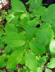 Lonicera xylosteum