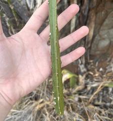 Selenicereus triangularis