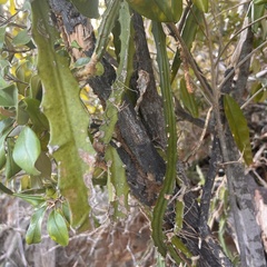 Selenicereus triangularis