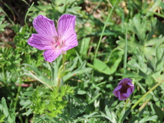 Geranium subargenteum
