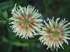 Trifolium montanum