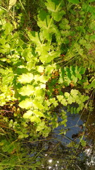 Berula erecta