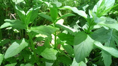 Scrophularia umbrosa