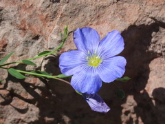 Linum alpinum