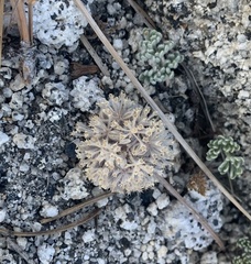 Oreonana purpurascens