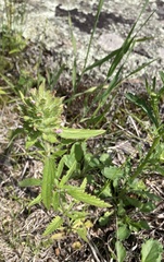 Dracocephalum parviflorum