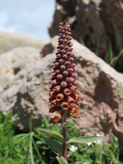 Digitalis parviflora