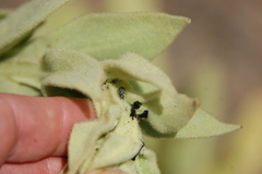 Rhinusa tetra