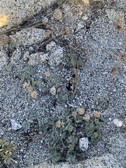 Oreonana purpurascens