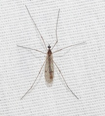 Teucholabis complexa